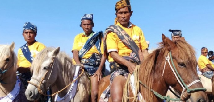 Kuda Sandalwood Sumba merupakan salah satu warisan budaya dan sumber daya alam yang sangat berharga di pulau Sumba, Nusa Tenggara Timur, Indonesia. Kuda ini tidak hanya memiliki nilai ekonomi yang tinggi, tetapi juga menjadi simbol identitas masyarakat Sumba. Namun, seiring dengan meningkatnya pergeseran sosial dan lingkungan, pelestarian Kuda Sandalwood menghadapi berbagai tantangan yang serius. Emanuel Kolfidus, seorang aktivis dan penggiat pelestarian kuda ini, menekankan pentingnya upaya pelestarian yang lebih intensif dan berkelanjutan. Artikel ini akan membahas berbagai aspek terkait pelestarian Kuda Sandalwood Sumba, mulai dari sejarah dan karakteristik kuda ini, tantangan yang dihadapi dalam pelestariannya, hingga upaya yang telah dilakukan dan perlu ditingkatkan untuk memastikan kelangsungan hidup spesies berharga ini. Sejarah dan Karakteristik Kuda Sandalwood Sumba Kuda Sandalwood Sumba memiliki sejarah yang kaya dan berakar kuat dalam budaya masyarakat Sumba. Kuda ini dikenal karena ketangguhannya dan kemampuannya untuk beradaptasi dengan kondisi alam yang keras di pulau ini. Sejarah mencatat bahwa kuda-kuda ini telah menjadi bagian integral dari kehidupan masyarakat Sumba selama berabad-abad, digunakan dalam berbagai upacara tradisional dan kegiatan sehari-hari. Secara fisik, Kuda Sandalwood memiliki ciri-ciri yang membedakannya dari ras kuda lainnya. Tubuhnya yang kecil namun kekar, dengan postur yang tegap, menjadikannya ideal untuk medan yang berbatu dan berbukit. Kuda ini umumnya memiliki warna bulu yang bervariasi, mulai dari coklat tua hingga hitam, dengan sejumlah kuda yang memiliki tanda putih di bagian kepala atau kaki. Selain itu, Kuda Sandalwood dikenal dengan daya tahannya yang luar biasa, mampu bertahan dalam kondisi cuaca yang ekstrim dan menjelajah wilayah yang sulit dijangkau. Namun, meskipun memiliki banyak keunggulan, Kuda Sandalwood menghadapi banyak tantangan dalam keberlangsungan hidupnya. Pemburuan liar, hilangnya habitat, dan pergeseran nilai sosial menjadi beberapa faktor yang mengancam kelestarian kuda ini. Dalam konteks ini, penting untuk memahami tidak hanya sejarah dan karakteristik kuda ini, tetapi juga faktor-faktor yang mempengaruhi keberadaannya saat ini. Tantangan Pelestarian Kuda Sandalwood Sumba Pelestarian Kuda Sandalwood Sumba tidak lepas dari berbagai tantangan yang kompleks. Salah satu tantangan utama adalah hilangnya habitat alami kuda ini akibat perubahan penggunaan lahan. Pembukaan lahan untuk pertanian, pemukiman, dan infrastruktur seringkali mengakibatkan penurunan kualitas lingkungan yang mendukung kehidupan Kuda Sandalwood. Selain itu, praktik budidaya yang tidak berkelanjutan dapat menyebabkan ketidakstabilan ekosistem tempat kuda ini hidup. Selanjutnya, pemburuan liar merupakan ancaman yang signifikan terhadap populasi Kuda Sandalwood. Masyarakat, dalam beberapa kasus, memburu kuda ini untuk diambil dagingnya atau untuk dijual di pasar gelap. Hal ini diperburuk oleh kurangnya kesadaran dan pengetahuan tentang pentingnya menjaga keberadaan spesies ini, baik dari sisi budaya maupun ekologi. Faktor lain yang memengaruhi pelestarian Kuda Sandalwood adalah kurangnya dukungan dari pemerintah dan organisasi non-pemerintah dalam upaya konservasi. Seringkali, program-program pelestarian tidak mendapatkan dana atau perhatian yang cukup, sehingga upaya yang dilakukan menjadi tidak efektif. Selain itu, kurangnya penelitian tentang Kuda Sandalwood juga menghambat pemahaman yang lebih baik tentang kebutuhan dan perilaku kuda ini. Masyarakat lokal juga memiliki peran penting dalam pelestarian Kuda Sandalwood. Namun, sering kali ada ketidakpahaman tentang nilai ekologis dan ekonomi dari kuda ini. Jika masyarakat tidak diberdayakan dan dilibatkan dalam upaya pelestarian, maka keberadaan Kuda Sandalwood bisa semakin terancam. Oleh karena itu, edukasi dan kampanye kesadaran akan pentingnya pelestarian Kuda Sandalwood menjadi langkah krusial yang perlu dilakukan. Upaya Pelestarian yang Telah Dilakukan Beberapa upaya telah dilakukan untuk melestarikan Kuda Sandalwood Sumba, meskipun masih banyak yang perlu ditingkatkan. Salah satunya adalah program-program pendidikan yang bertujuan untuk meningkatkan kesadaran masyarakat tentang pentingnya Kuda Sandalwood. Program ini melibatkan pelatihan dan seminar yang melibatkan masyarakat lokal, pemuda, dan peternak kuda. Dengan pengertian yang lebih baik tentang nilai budaya dan ekonomi Kuda Sandalwood, diharapkan masyarakat dapat lebih menghargai dan melestarikan kuda ini. Selain itu, beberapa organisasi non-pemerintah telah berupaya untuk menciptakan habitat yang lebih kondusif bagi Kuda Sandalwood. Ini melibatkan penanaman kembali jenis vegetasi yang mendukung kehidupan kuda, serta perlindungan terhadap kawasan yang menjadi habitat alami mereka. Kerjasama antara masyarakat dan lembaga-lembaga ini sangat penting untuk menciptakan lingkungan yang mendukung pelestarian Kuda Sandalwood. Dalam konteks pemuliaan, ada juga upaya untuk melakukan pemuliaan selektif guna meningkatkan kualitas genetik Kuda Sandalwood. Dengan cara ini, diharapkan dapat dihasilkan keturunan yang lebih kuat dan sehat, yang pada gilirannya akan memperkuat populasi Kuda Sandalwood. Namun, langkah ini harus dilakukan dengan hati-hati agar tidak mengganggu keanekaragaman genetik kuda ini. Program-program konservasi yang berbasis komersial juga mulai diperkenalkan, di mana masyarakat dapat diberdayakan untuk mengelola dan memelihara Kuda Sandalwood sebagai sumber pendapatan. Ini tidak hanya memberikan insentif ekonomi bagi masyarakat, tetapi juga mendorong mereka untuk menjaga dan melestarikan kuda ini. Peran Emanuel Kolfidus dalam Pelestarian Kuda Sandalwood Emanuel Kolfidus merupakan salah satu tokoh yang memiliki peran penting dalam pelestarian Kuda Sandalwood Sumba. Dengan dedikasinya, ia telah berupaya untuk meningkatkan kesadaran akan pentingnya Kuda Sandalwood dalam konteks budaya dan ekonomi masyarakat Sumba. Kolfidus mengadakan berbagai seminar, lokakarya, dan program pelatihan untuk mengedukasi masyarakat tentang cara merawat dan melestarikan kuda ini. Kolfidus juga aktif dalam melakukan penelitian tentang Kuda Sandalwood untuk mendapatkan data dan informasi yang akurat mengenai populasi dan habitat kuda ini. Informasi ini sangat vital untuk merumuskan strategi pelestarian yang lebih efektif. Dengan pendekatan berbasis data, ia berupaya meyakinkan pemerintah dan organisasi terkait untuk memberikan perhatian lebih dalam pelestarian Kuda Sandalwood. Lebih dari itu, Kolfidus juga berupaya membangun jaringan kerjasama dengan berbagai lembaga, baik lokal maupun internasional, untuk meningkatkan dukungan dan sumber daya yang diperlukan dalam upaya pelestarian. Ia berperan sebagai jembatan antara masyarakat lokal, pemerintah, dan organisasi non-pemerintah untuk menciptakan kerjasama yang sinergis dalam pelestarian Kuda Sandalwood. Pelibatan Masyarakat dalam Pelestarian Salah satu aspek penting dari upaya Kolfidus adalah melibatkan masyarakat setempat dalam upaya pelestarian Kuda Sandalwood. Ia percaya bahwa masyarakat, sebagai pemangku kepentingan utama, memiliki peran yang sangat penting dalam menjaga keberadaan kuda ini. Dengan memberdayakan masyarakat, mereka tidak hanya menjadi pelindung Kuda Sandalwood, tetapi juga mendapatkan manfaat ekonomi dari pelestarian tersebut. Kolfidus juga menekankan pentingnya mengubah pola pikir masyarakat mengenai Kuda Sandalwood. Dengan memberikan pemahaman yang lebih mendalam tentang nilai dan pentingnya kuda ini dalam budaya Sumba, diharapkan masyarakat dapat lebih menghargai keberadaan Kuda Sandalwood dan berkomitmen untuk melestarikannya. Langkah-langkah yang Perlu Ditingkatkan untuk Pelestarian Meskipun sejumlah upaya telah dilakukan, masih banyak langkah yang perlu ditingkatkan untuk memastikan keberlangsungan Kuda Sandalwood Sumba. Salah satunya adalah penguatan kerjasama antara pemerintah, masyarakat, dan lembaga non-pemerintah dalam merumuskan kebijakan yang mendukung pelestarian Kuda Sandalwood. Kebijakan yang jelas dan tegas, serta dukungan regulasi, akan sangat membantu dalam memfasilitasi upaya pelestarian. Edukasi dan kesadaran masyarakat juga perlu ditingkatkan lebih lanjut. Kampanye yang lebih luas dan terarah tentang pentingnya Kuda Sandalwood harus dilakukan. Ini bisa melibatkan berbagai media, termasuk media sosial, untuk menjangkau lebih banyak orang. Selain itu, kegiatan-kegiatan budaya yang melibatkan Kuda Sandalwood dapat diadakan untuk meneguhkan kembali nilai-nilai budaya yang berkaitan dengan kuda ini. Program riset dan pengembangan juga harus diperkuat. Penelitian yang lebih mendalam tentang perilaku, genetika, dan ekologi Kuda Sandalwood perlu dilakukan untuk memahami kebutuhan spesifik kuda ini. Dengan informasi yang memadai, strategi pelestarian yang lebih efektif dapat dirumuskan. Terakhir, perlu ada inisiatif ekonomi yang mendukung pelestarian. Masyarakat lokal harus diberdayakan untuk mengelola Kuda Sandalwood sebagai bagian dari usaha ekonomi berkelanjutan. Hal ini tidak hanya memberikan insentif bagi masyarakat untuk melestarikan kuda ini, tetapi juga membuka peluang ekonomi yang lebih baik. Kesimpulan Pelestarian Kuda Sandalwood Sumba merupakan tantangan yang kompleks, namun sangat penting untuk dilakukan. Dengan mengintegrasikan aspek budaya, ekonomi, dan lingkungan, kita dapat menciptakan strategi pelestarian yang lebih efektif. Emanuel Kolfidus telah memberikan kontribusi yang signifikan dalam upaya pelestarian ini, tetapi masih banyak yang perlu dilakukan untuk memastikan keberlangsungan Kuda Sandalwood di masa depan. Melalui kerjasama antara berbagai pihak, termasuk pemerintah, masyarakat, dan organisasi non-pemerintah, pelestarian Kuda Sandalwood Sumba dapat terwujud. Upaya ini tidak hanya untuk melindungi kuda ini, tetapi juga untuk melestarikan warisan budaya yang sangat berharga bagi masyarakat Sumba. Dengan langkah-langkah yang tepat, Kuda Sandalwood dapat terus hidup dan menjadi bagian dari identitas masyarakat Sumba yang kaya dan beragam.