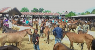 Potret Pasar Kuda Jeneponto, Sentra Jual Beli Ternak Kuda Tebesar di Sulsel