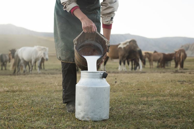 Minuman Kumys Khas Asia Tengah dari Susu Kuda, Apakah Halal?