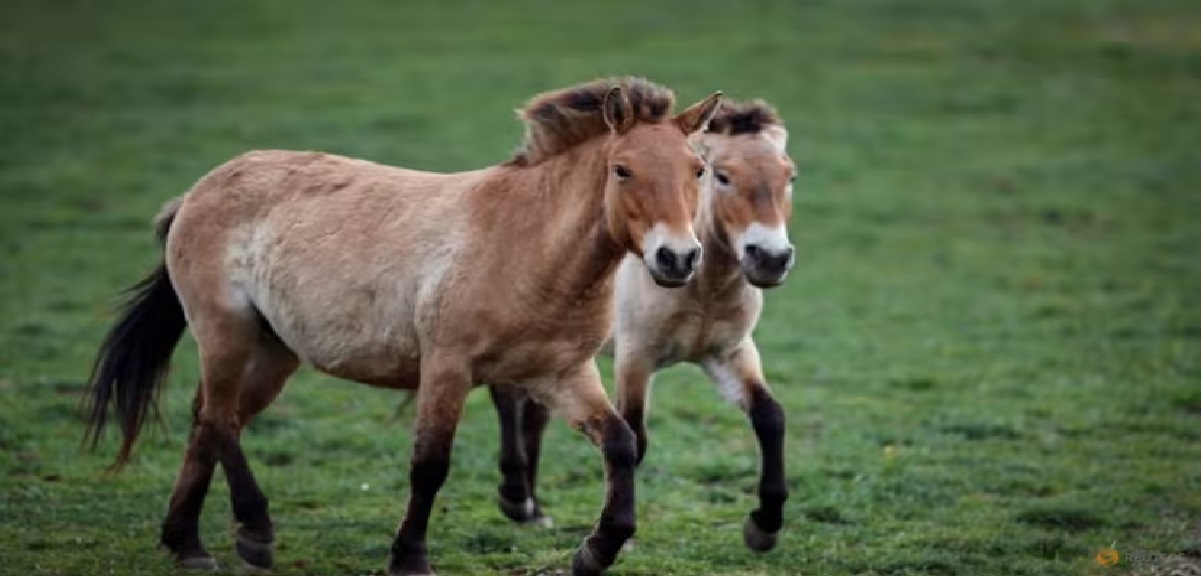 Terancam Punah, Kuda Liar Przewalski Kembali ke Golden Steppe Kazakhstan Usai 200 Tahun Berlalu